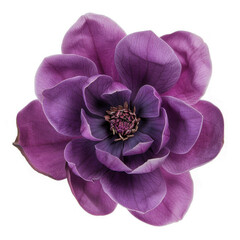 Purple magnolia flower, Magnolia on transparency background PNG
