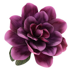 Purple magnolia flower, Magnolia felix on transparency background PNG
