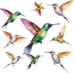 Set of hummingbirds - obrazy, fototapety, plakaty