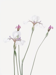Fototapeta na wymiar Iris, Colourful Flowers