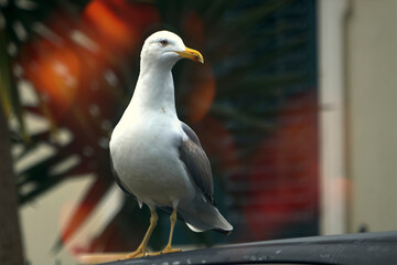 Close up of a seagull.