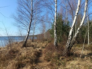 Rekyva forest and lake during sunny summer day. Pine and birch tree woodland. Wavy lake. Bushes and small trees are growing in woods. Sunny day without clouds in blue sky. Nature. Rekyvos miskas.	