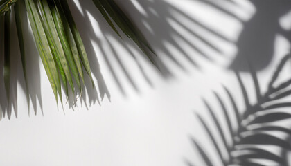 White Background with Sunlight and Shadow of Coconut and Tropical Leaves