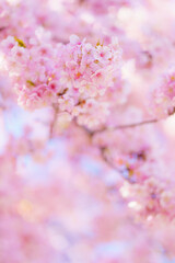Fototapeta premium ふんわり桜