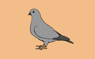 grey pigeon on beige background