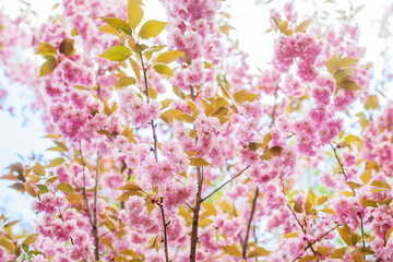 Japanese flowering cherry, national flower of Japan. Japanese cherry blossom, sakura, east asian cherry, prunus serrulata, spring day in garden.