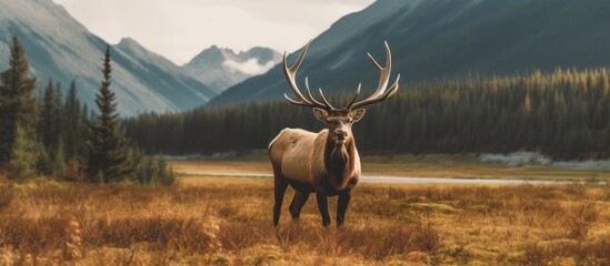 elk standing on the river bank landscape