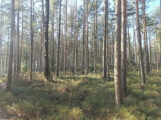 Rekyva forest during sunny summer day. Pine and birch tree woodland. Blueberry bushes are growing in woods. Sunny day without any clouds. Nature. Rekyvos miskas.