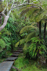Weg zum  Aussichtspunkt le trou de fer, Forêt de Bébour, Reunion, Frankreich