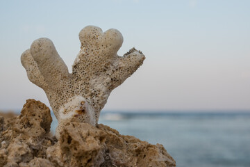 single white coral at the reef over the water after ebb at the sea