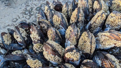 Low tide pool scenes at Swamis Surf Park Encinitas California. The California mussel (Mytilus...