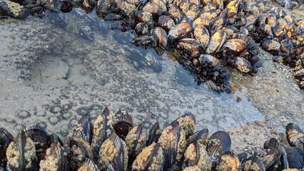 Low tide pool scenes at Swamis Surf Park Encinitas California. The California mussel (Mytilus...