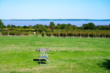 View on green vineyards, wine domain or chateau in Haut-Medoc red wine making region, Bordeaux, left bank of Gironde Estuary, France