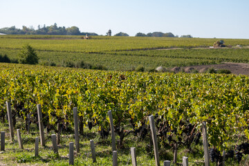 View on green vineyards, wine domain or chateau in Haut-Medoc red wine making region, Bordeaux,...