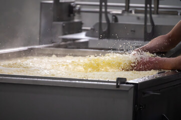 Process of organic cheese making from cow milk on bio cheese farm in Netherlands, dutch cheese...