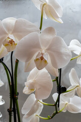 Fototapeta premium Blossom of white tropical decorative orchids flowers close up, orhid background