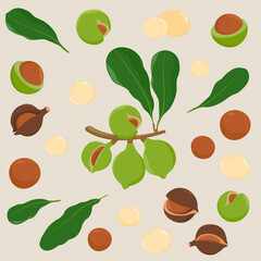 Macadamia nuts with leaves. Organic macadamia nuts collection.  Vector illustration