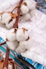 Fototapeta na wymiar Soft natural fiber kitchen and bed textile made from organic cotton bolls close up