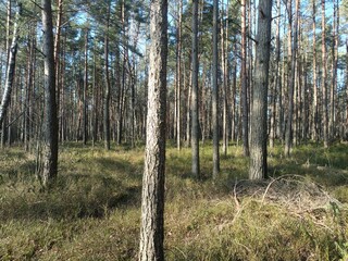 Rekyva forest during sunny summer day. Pine and birch tree woodland. Blueberry bushes are growing in woods. Sunny day without any clouds. Nature. Rekyvos miskas.