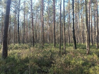 Rekyva forest during sunny summer day. Pine and birch tree woodland. Blueberry bushes are growing in woods. Sunny day without any clouds. Nature. Rekyvos miskas.