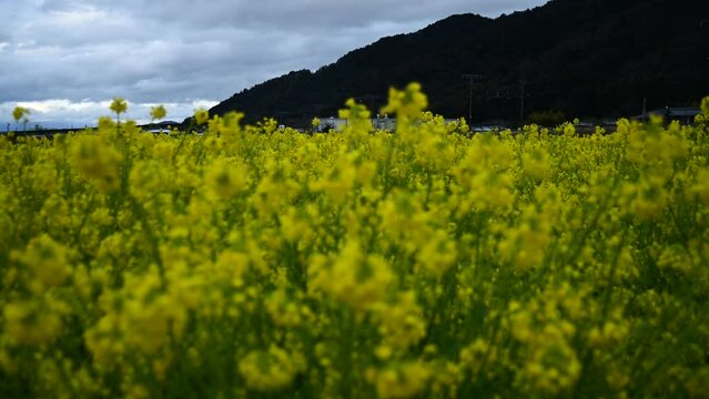 湖西線強風のため琵琶湖線を迂回運転する特急サンダーバード （東海道本線 安土 - 能登川, 2024年3月）