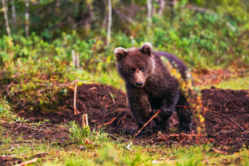 brown bear cub
