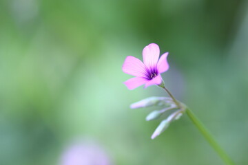 美しい背景と紫色の小さな草花