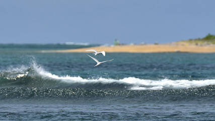 エリグロアジサシの飛ぶはての浜