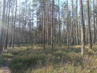 Rekyva forest during sunny summer day. Pine and birch tree woodland. Blueberry bushes are growing in woods. Sunny day without any clouds. Nature. Rekyvos miskas.