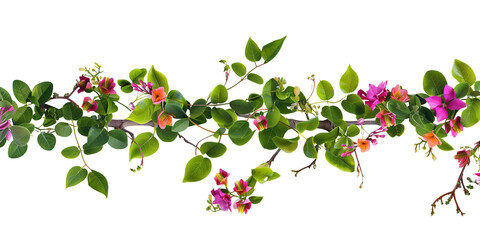 creeper with spring season flowers, isolated on transparent background - obrazy, fototapety, plakaty