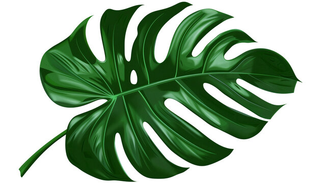 illustration of a tropical leaf, isolated on transparent background
