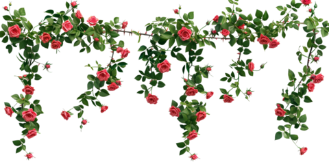 creeper with rose flowers, isolated on transparent background