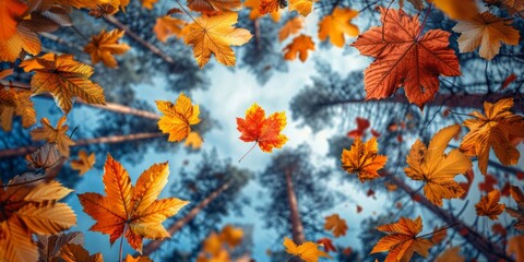 Fototapeta premium Colorful autumn leaves falling in the forest. Colorful autumn background