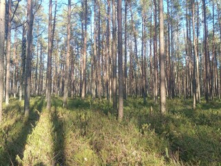 Rekyva forest during sunny summer day. Pine and birch tree woodland. Blueberry bushes are growing in woods. Sunny day without any clouds. Nature. Rekyvos miskas.