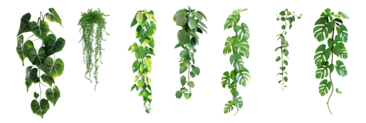 set of tropical creeper plants in a row on transparent background