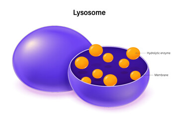 Lysosome structure vector. Infographics. Organelle of eukaryotic cells. Cell biology. Digestive compartments.