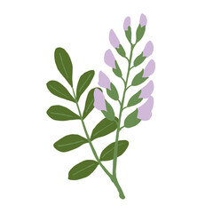 甘草のイラスト