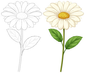 Vector illustration of a daisy, colored and outlined.