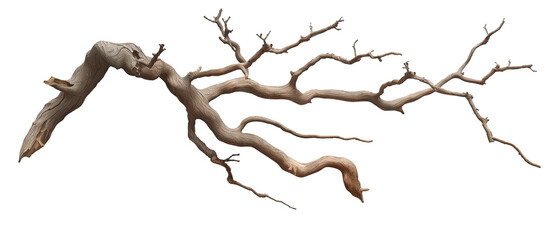 Fototapeta premium Dry twisted jungle branch isolated on transparent background