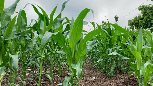 maize field, corn plant in the farm field, leaf is moving by the wind