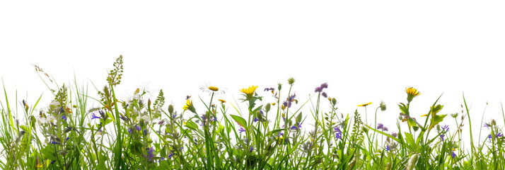 grass border with wildflowers isolated on transparent background © MDNANNU