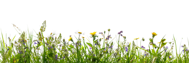 grass border with wildflowers isolated on transparent background