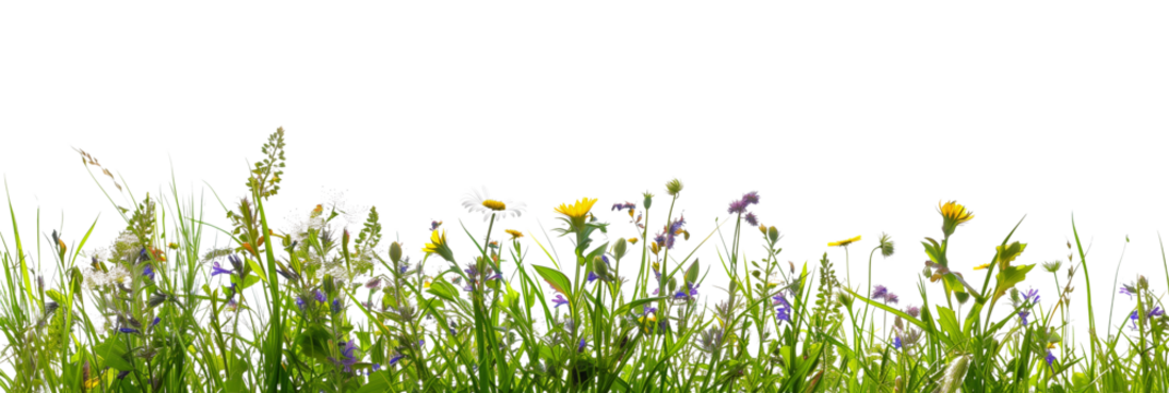grass border with wildflowers isolated on transparent background