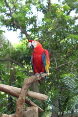 A single red feathered parrot, an ara macao, is sitting on a bench with trees and green leaves in the background in the tropical region of Cartagena, Columbia.