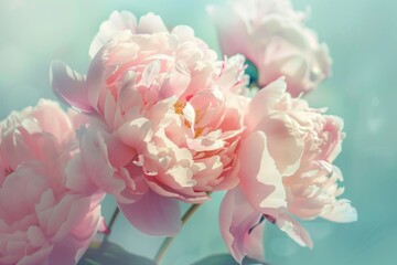 Beautiful pink large flowers peonies on a light blue turquoise background with blurry soft filter.