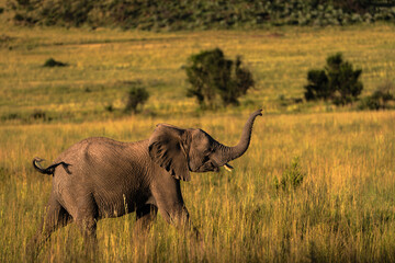 Baby Elephant South Africa