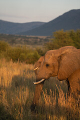 elephant in the South African savannah