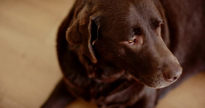 A brown Labrador Retriever looks off to the side with a pensive expression