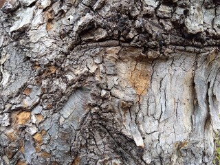 公園のクローズアップの古木の幹