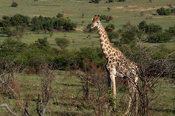 Giraffe in Pilanesberg